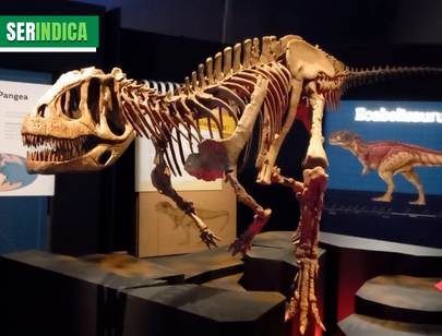 Ser Indica #37: exposição “Dinossauros – Patagotitan, O Maior do Mundo”